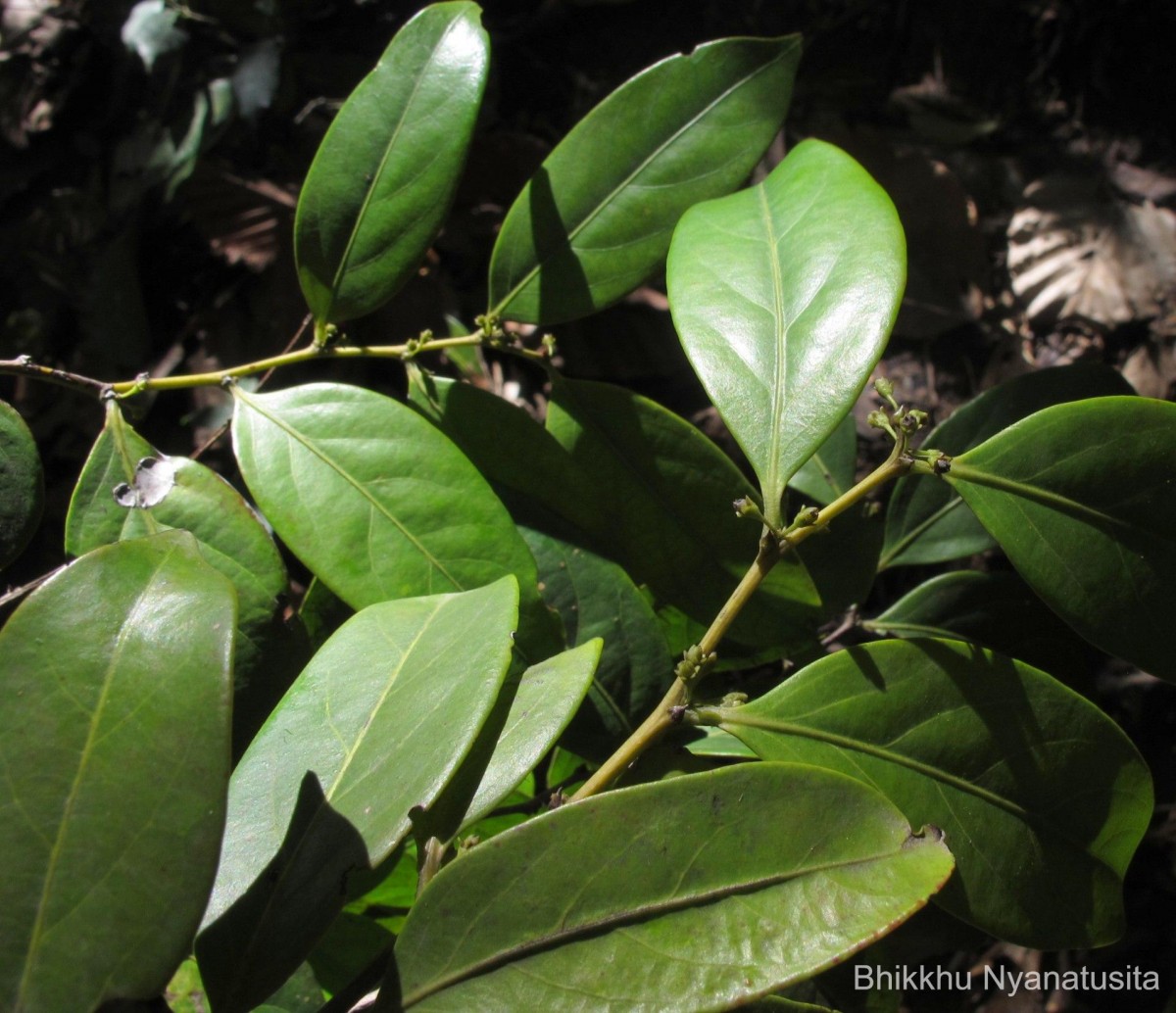 Glochidion stellatum (Retz.) Bedd. Retz.